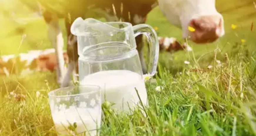 How to Choose the Best Milk in Chennai