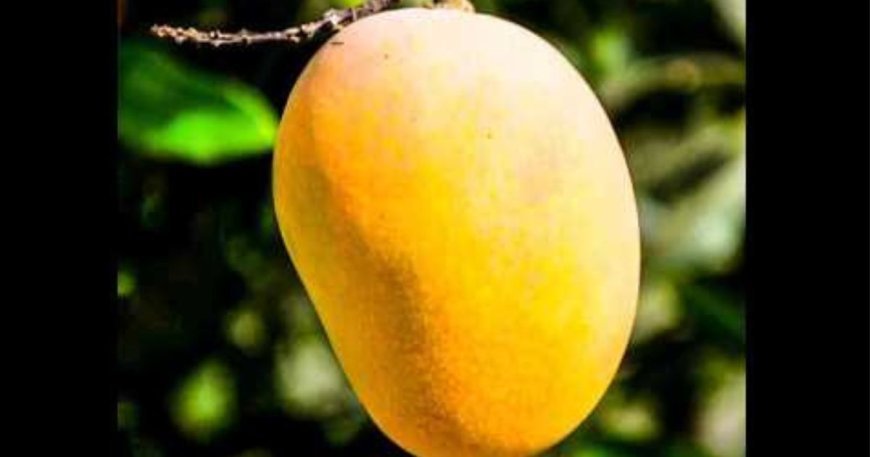 Import tariffs and their impact on the Pakistani Mango Price in Pakistan