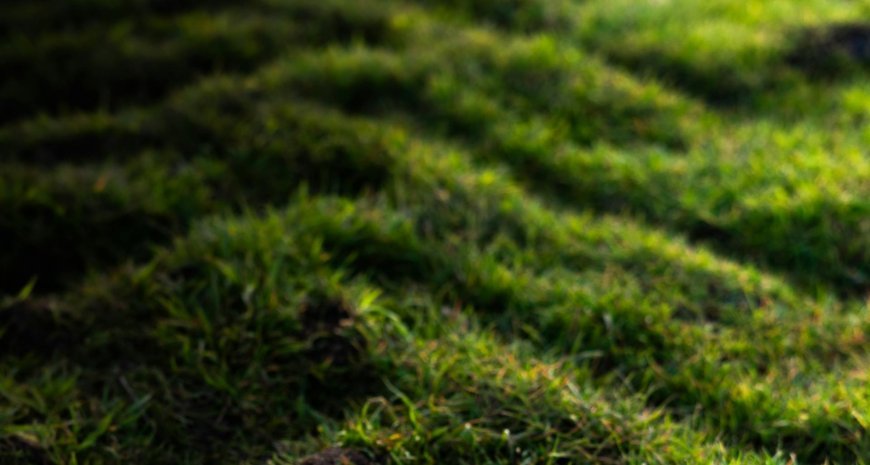 Best Sod Types for Your Climate Zone
