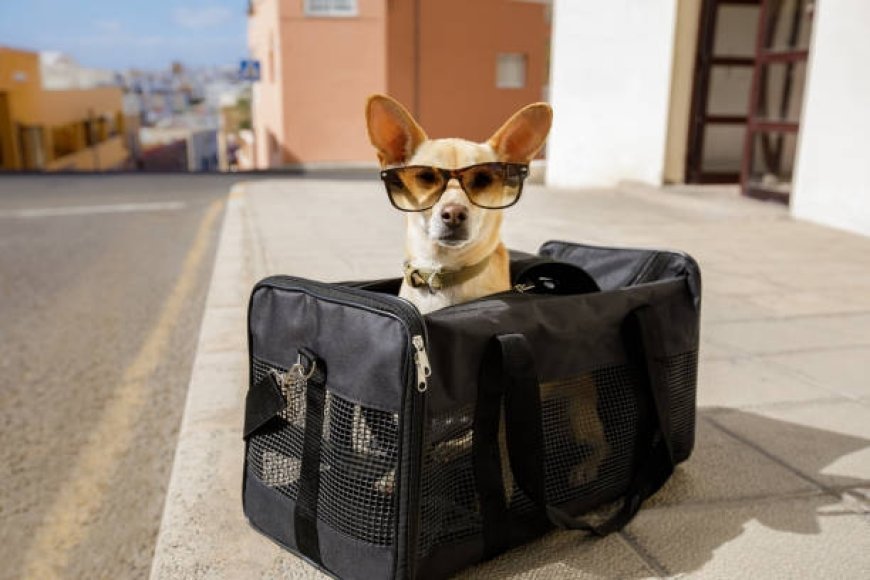 Best Dog Carriers for Comfort and Safety in the United Kingdom