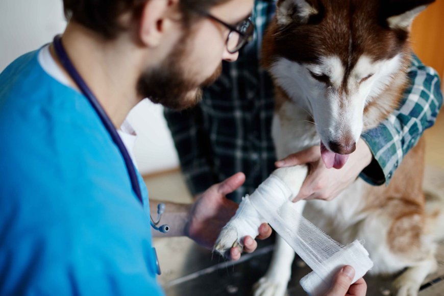 Fractures, Seizures & More: Why an Emergency Veterinarian Service Is Crucial for Pets