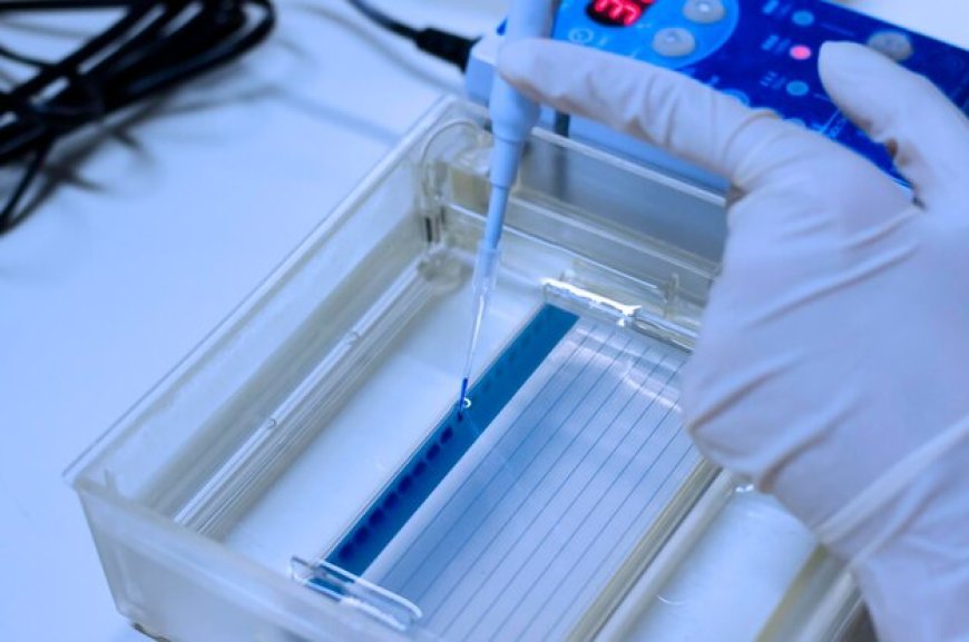 Cutting-Edge Protein Analysis for Industry Innovations