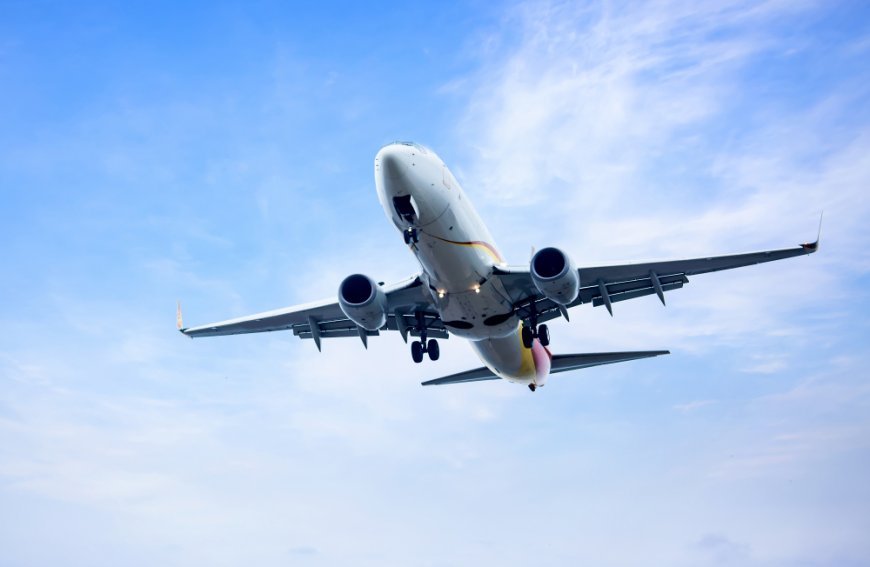 Can I Carry My Pet On American Airlines | Pet Travel Guide