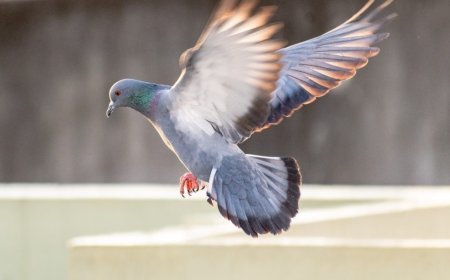 How Bird Control in Dubai Can Save You Time and Money