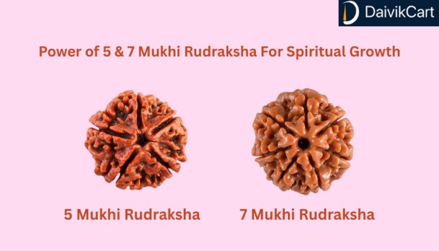 Feel The Transformative Power of 5 Mukhi Rudraksha and 7 Mukhi Rudraksha