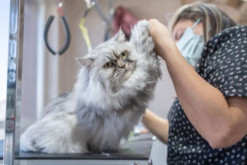 Why Pet Grooming in San Diego Is More Than Just a Luxury – It’s a Necessity for Your Furry Friend