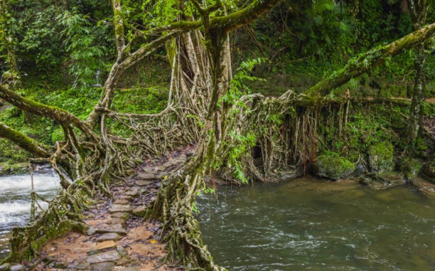 Soak in the Natural Beauty with a Meghalaya Tour