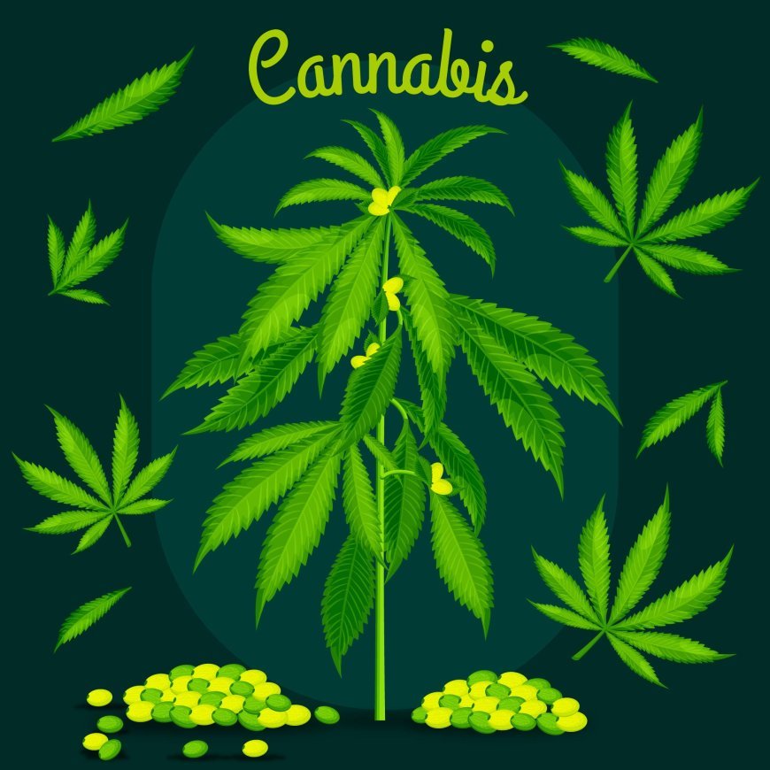 Must-Have Best AA Weed Grade Strains
