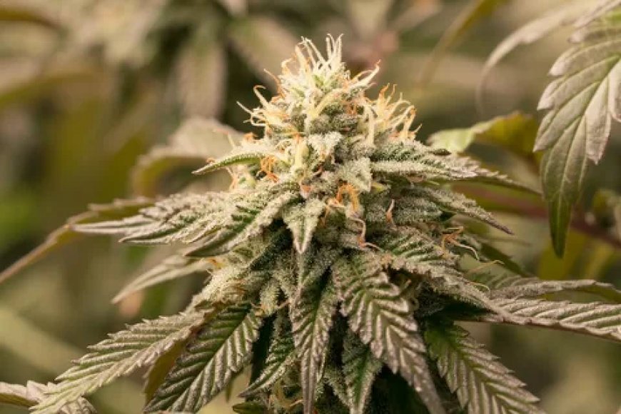Buy THCa Flower Online: Experience Premium Quality and Freshness with HMP Store