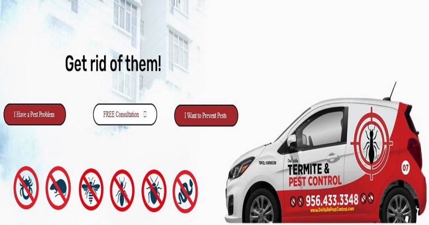 Termite Prevention 101: How to Protect Your Home from Costly Damage