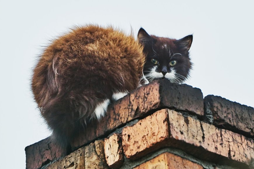 How Professional Chimney Animal Removal Works in Hamilton