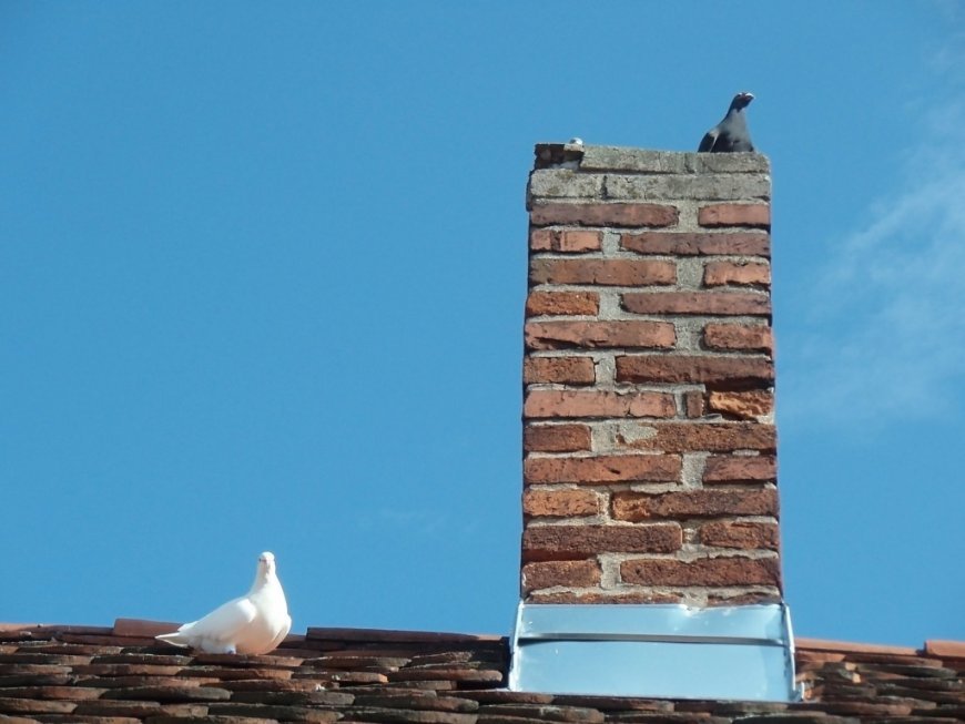 What to Expect from a Chimney Animal Removal Service in Cape Coral