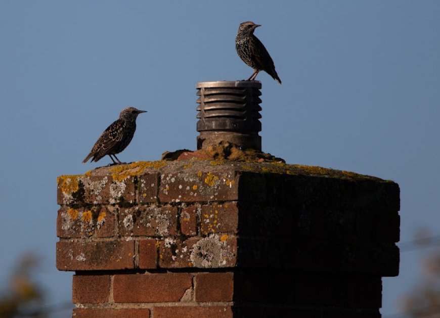 What Chimney Animal Removal in Silverdale Means for Your Home