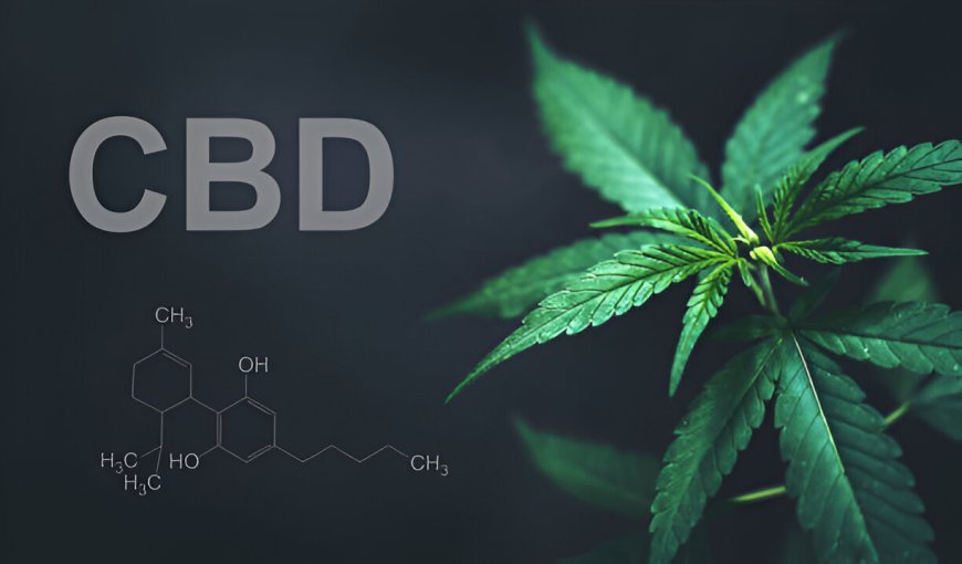 Is CBD Good for You? Key Health Benefits