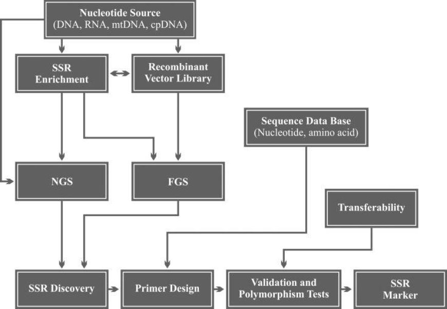 Introduction to Microsatellite and Microsatellite Genotyping