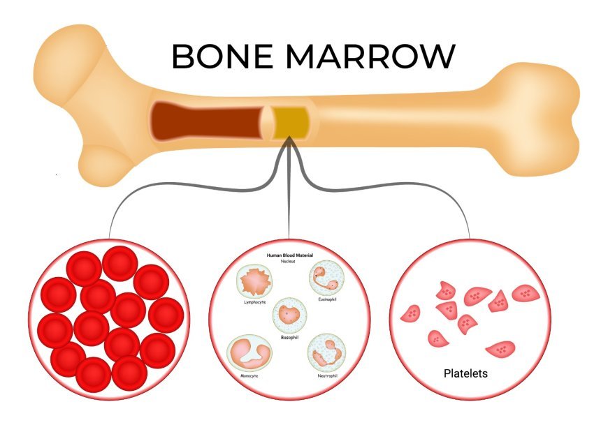 PRP Therapy for Bone Marrow in Dallas: What You Need to Know