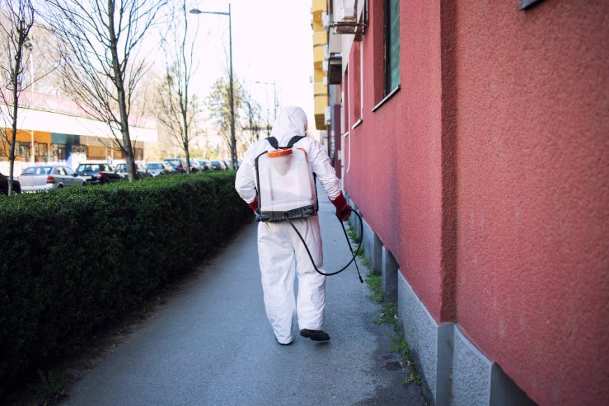 Ultimate Guide to Pest Control Services in Brampton – Safe Home Pest Services