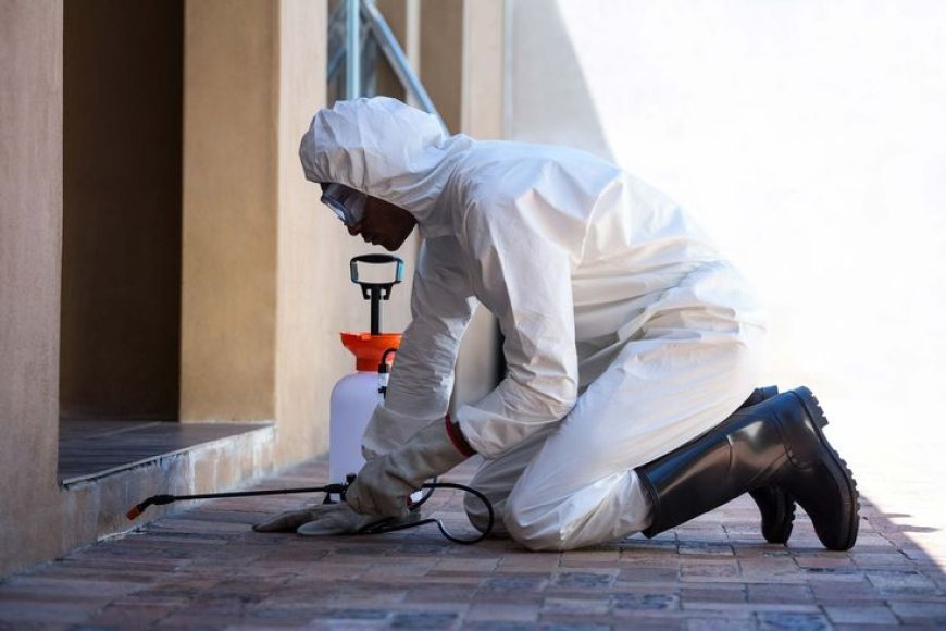 Pest Control King City: Year-Round Protection for Homes and Businesses