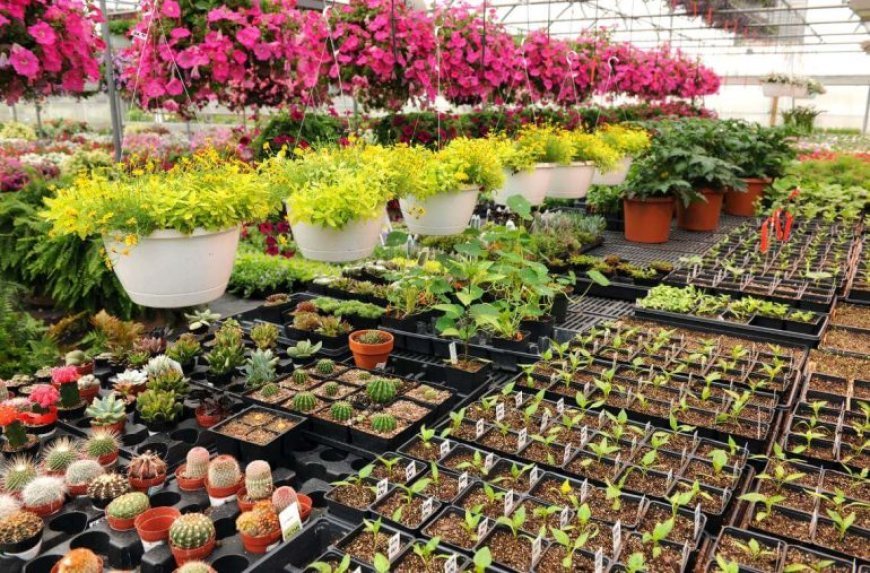 Buy Indoor Plants in Karachi – Fresh Greenery at Your Doorstep
