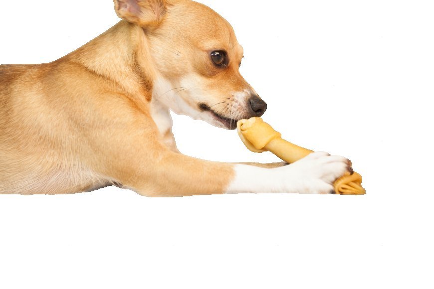 Best Bone Chews for Dogs – Healthy & Long-Lasting Treats